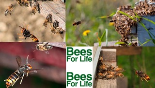 La plateforme Bees for life permet de signaler la présence d'un nid de frelons asiatiques sur la commune.
